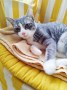 KItty (1)